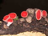 sarcoscypha coccinea